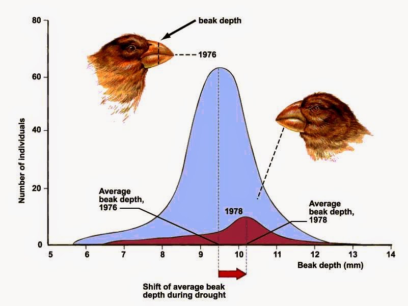 The Evolution Problem Darwin's Finches Not Going Anywhere