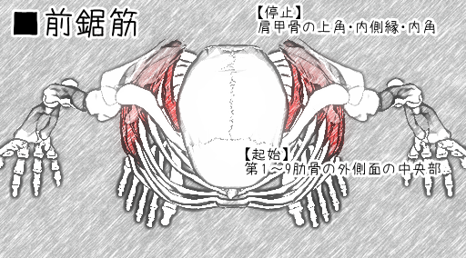 身体操作技法指導 安部塾公式ブログ 身体操作指導者 安部吉孝 肩甲骨と腕あげ～肩甲骨上方回旋と僧帽筋・前鋸筋