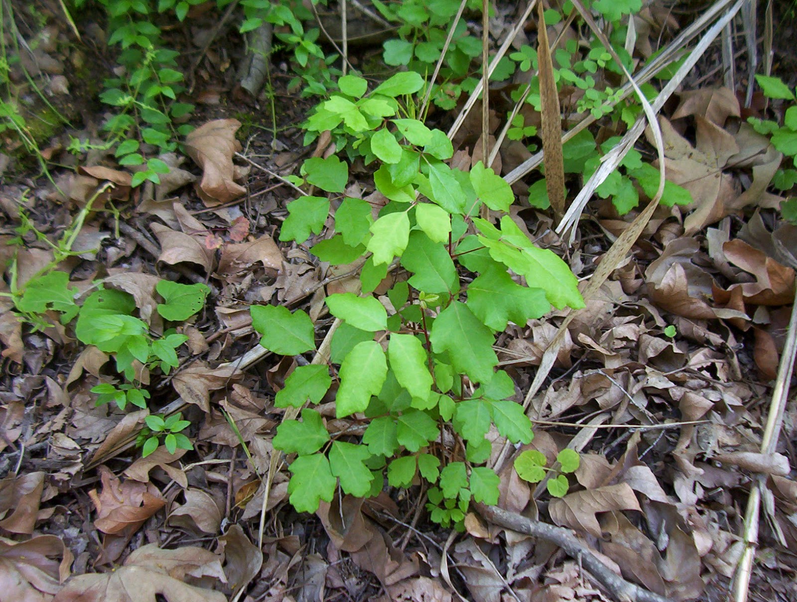 So Cool: Poison Ivy - Poison Oak