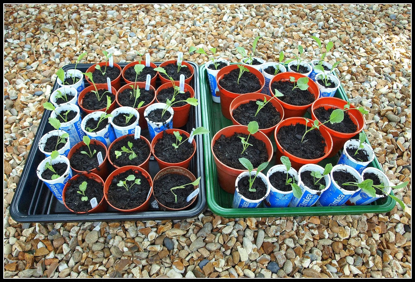 Mark's Veg Plot Brassica seedlings