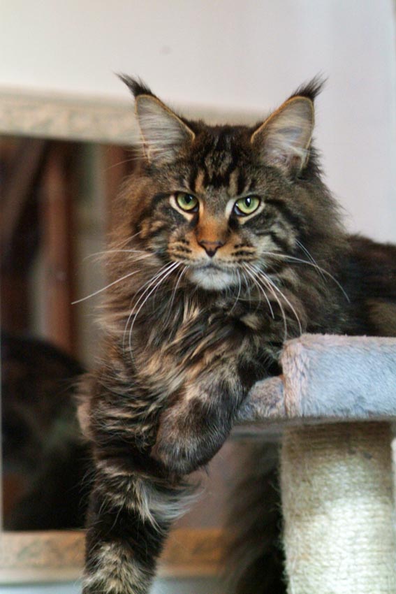 mackeral tabby cat mackeral tabby cat