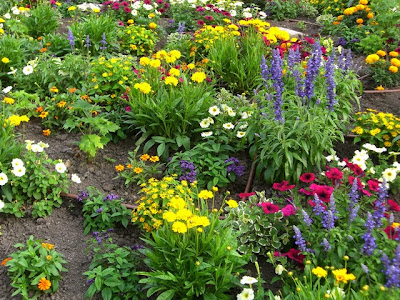 ARTE Y JARDINERÍA AGROCULTURA SOSTENIBLE: Plantas anuales y bianuales