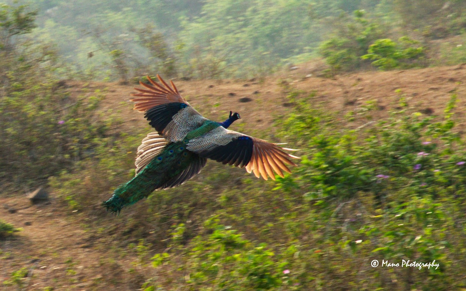 Indian+Peafowl+Flying.jpg