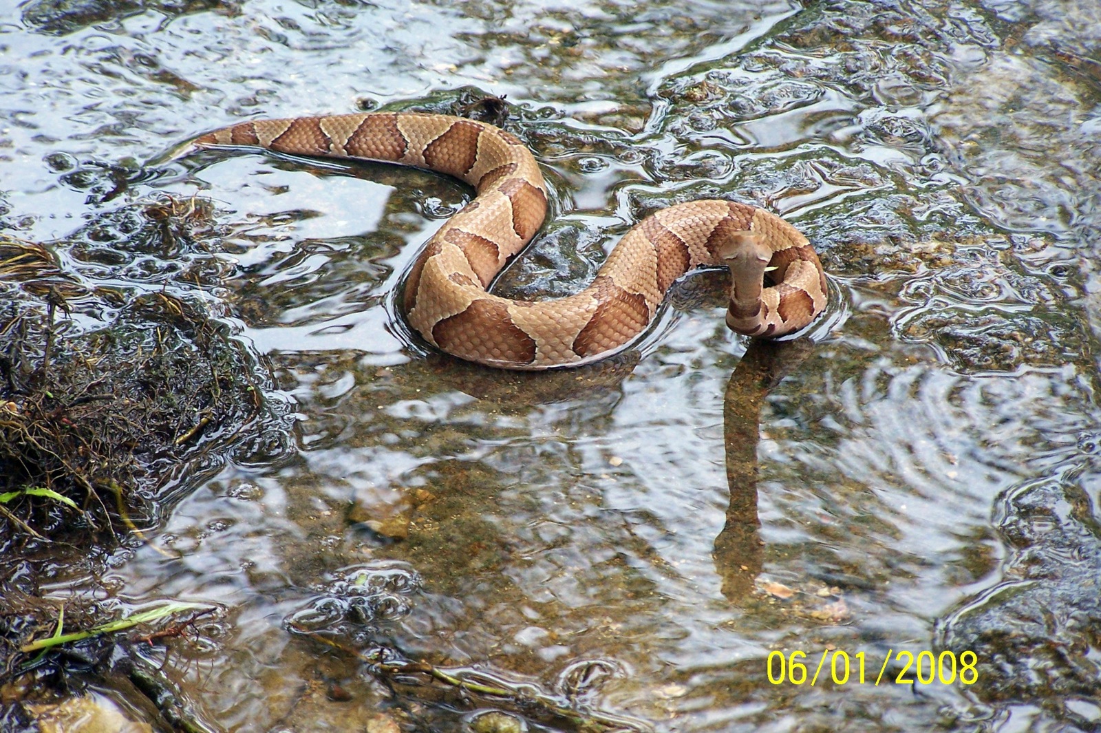 Springfield Plateau Bull Creek Lobster