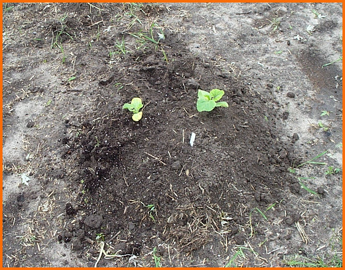 Organic Florida Farming Utilizing Organization How to Grow Pumpkins Growing Pumpkins in Florida