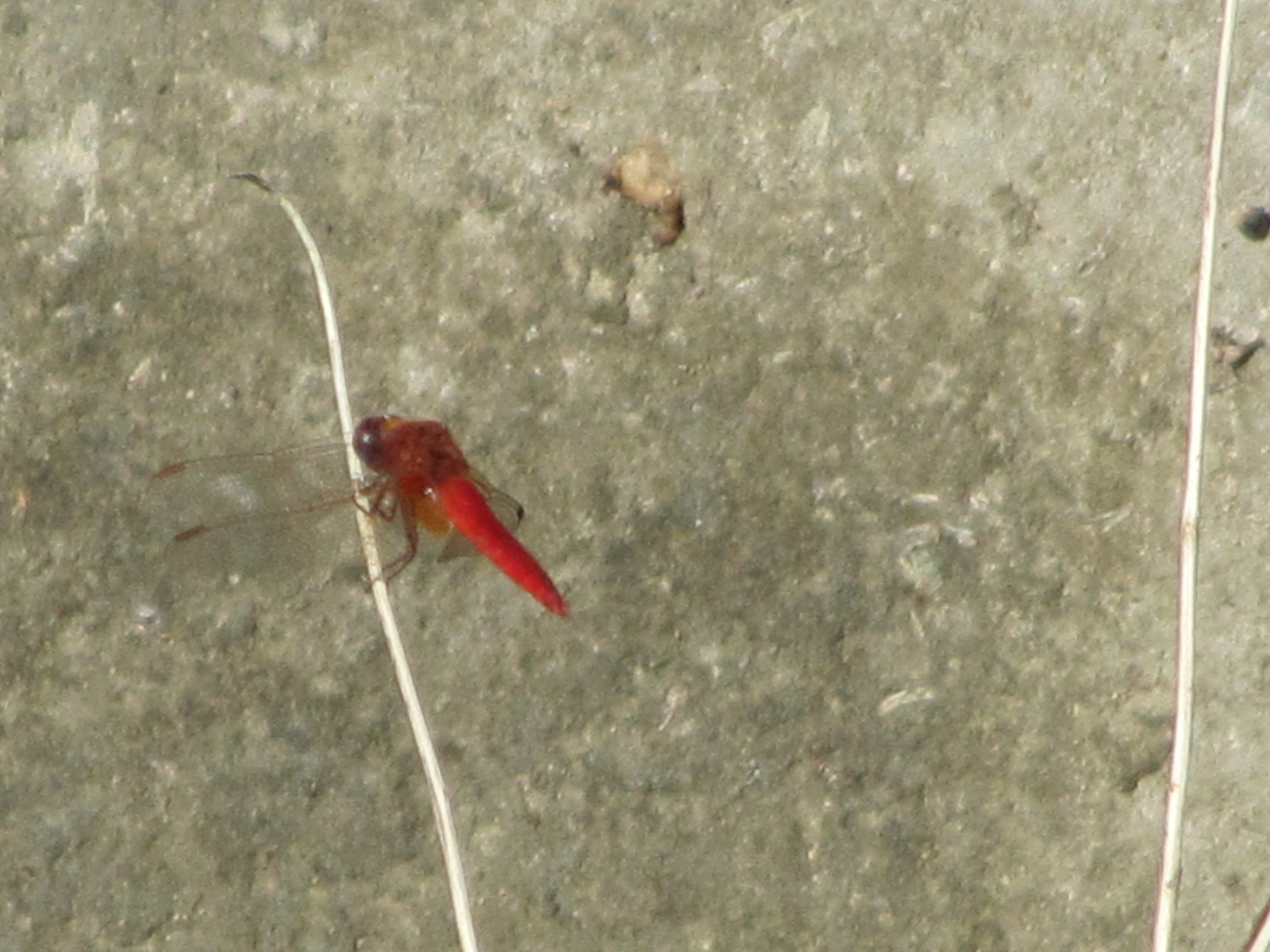 marche aux esclaves rencontres