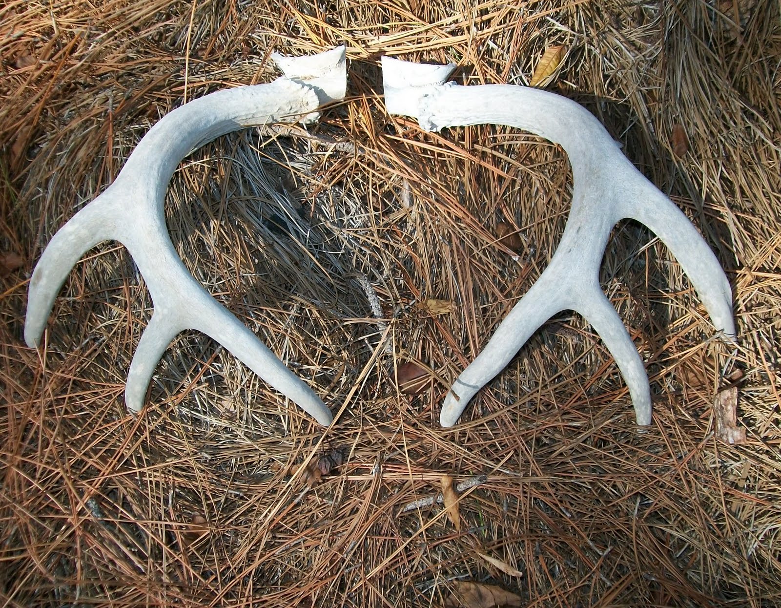 Estate Sale Services 409.750.3688 Roland Dressler Deer Antlers 8