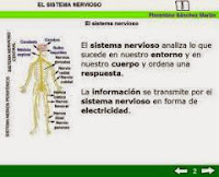 http://cplosangeles.juntaextremadura.net/web/edilim/tercer_ciclo/cmedio/las_funciones_vitales/la_funcion_de_relacion/el_sistema_nervioso/el_sistema_nervioso.html