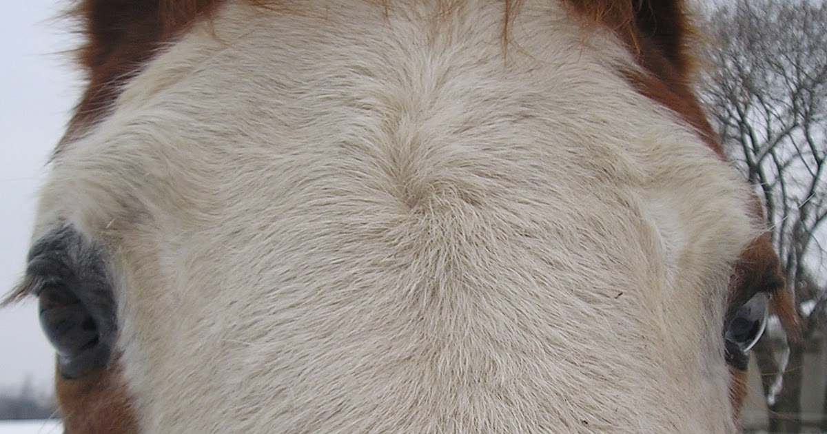 Equine Masterpiece Cowlicks, Crowns, Swirls, and Angel Kisses