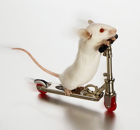 white-mouse-on-skate-board.jpg