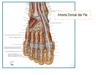 Medicina Para Todos: Arterias De La Pierna y Del Pie