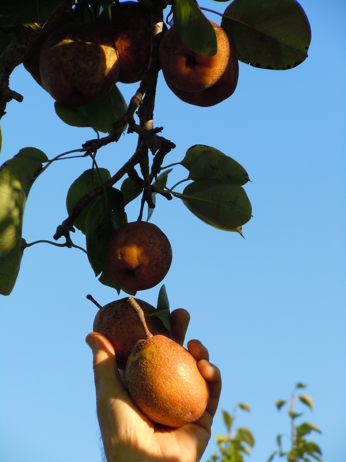 Simply Living Do pears grow well in Florida? Ap(pear)ently, they do!
