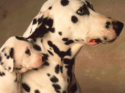 Dalmatic dog With puppie wallpaper