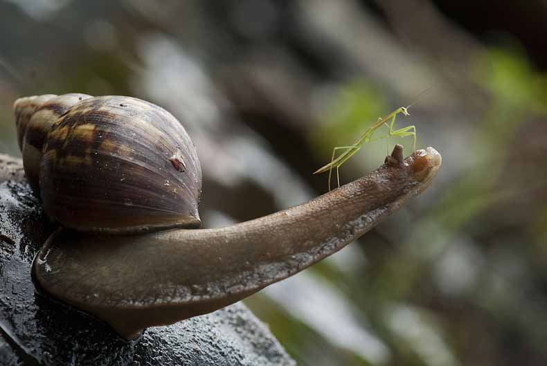 What Do Baby Praying Mantis Eat And Drink What Do Baby Praying Mantis Eat And Drink
