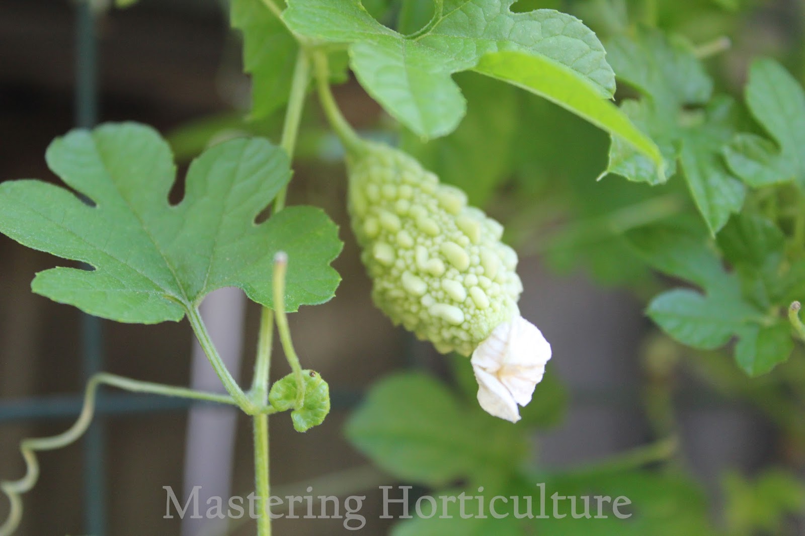 Mastering Horticulture Bitter Gourd