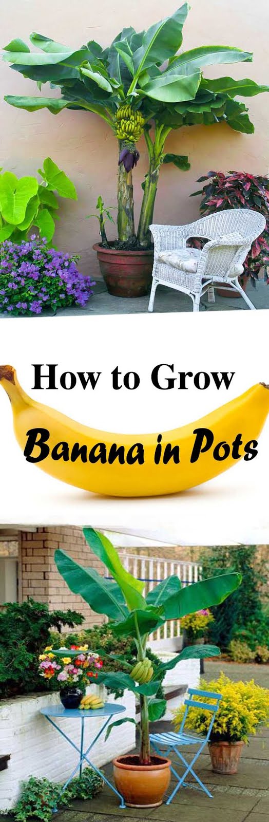 Growing Banana Trees in Pots.. Learn how to grow world's most consumed