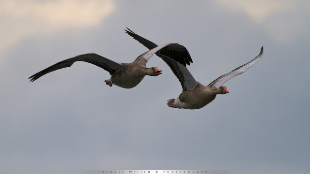 Luidruchtige Grauwe Ganzen - Noisy Greylag Geese
