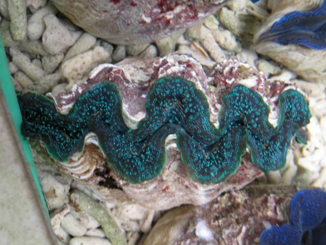 New arrival tridacna