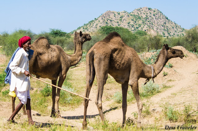 camels looking for grass in desert of Rajasthan