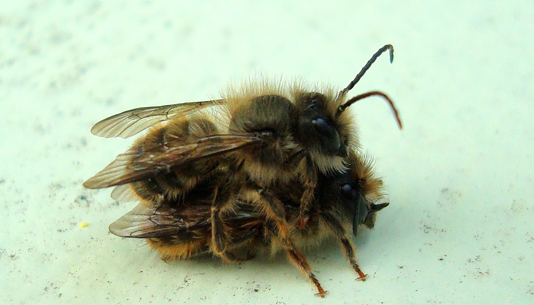 Strumelia's Blog Little hornfaced bees mating!