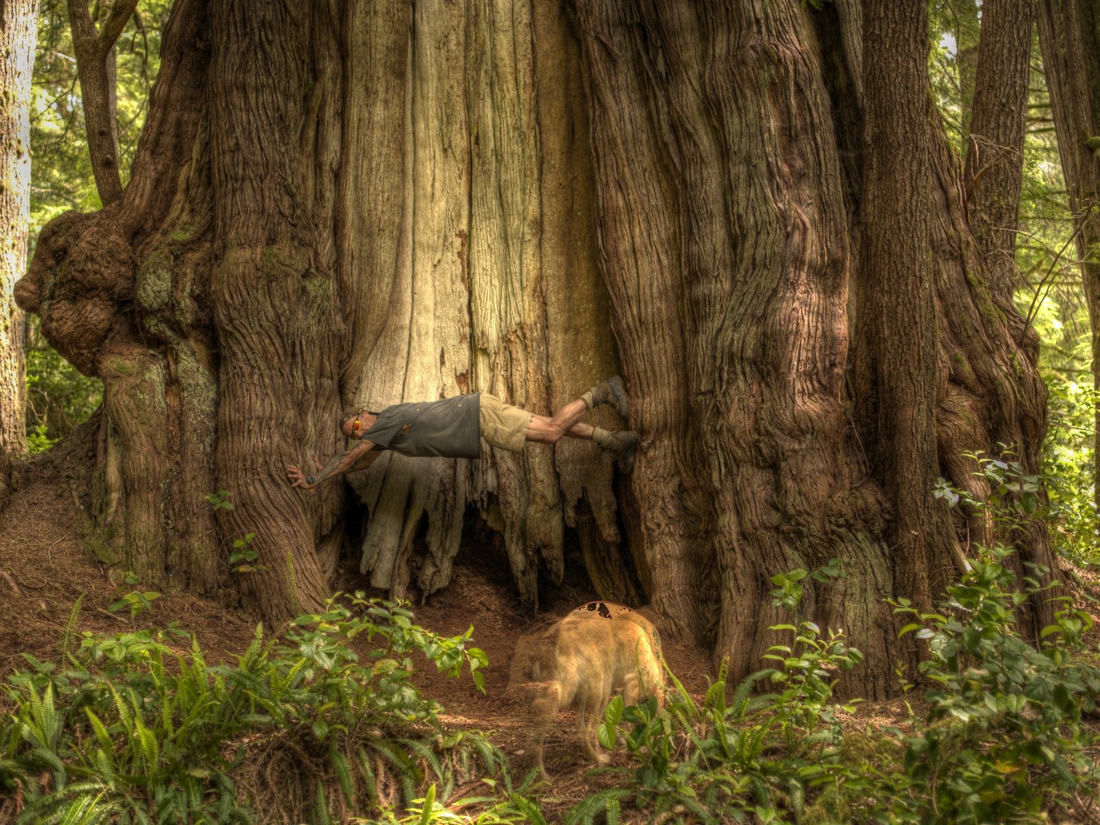 Eat Hike Sleep Repeat Canada's Largest Tree