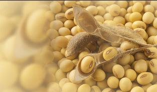 Lecithin Suppliers in India