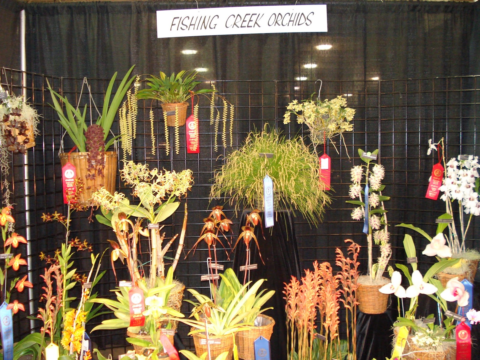 Arne S Orchid Corner Maryland Home And Garden Show March 2014