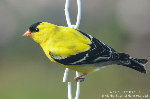 Prairie Nature: Regina, Saskatchewan: Goldfinches in my Backyard