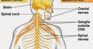 Cold Valentine: Dorsal Hollow Nerve Cord