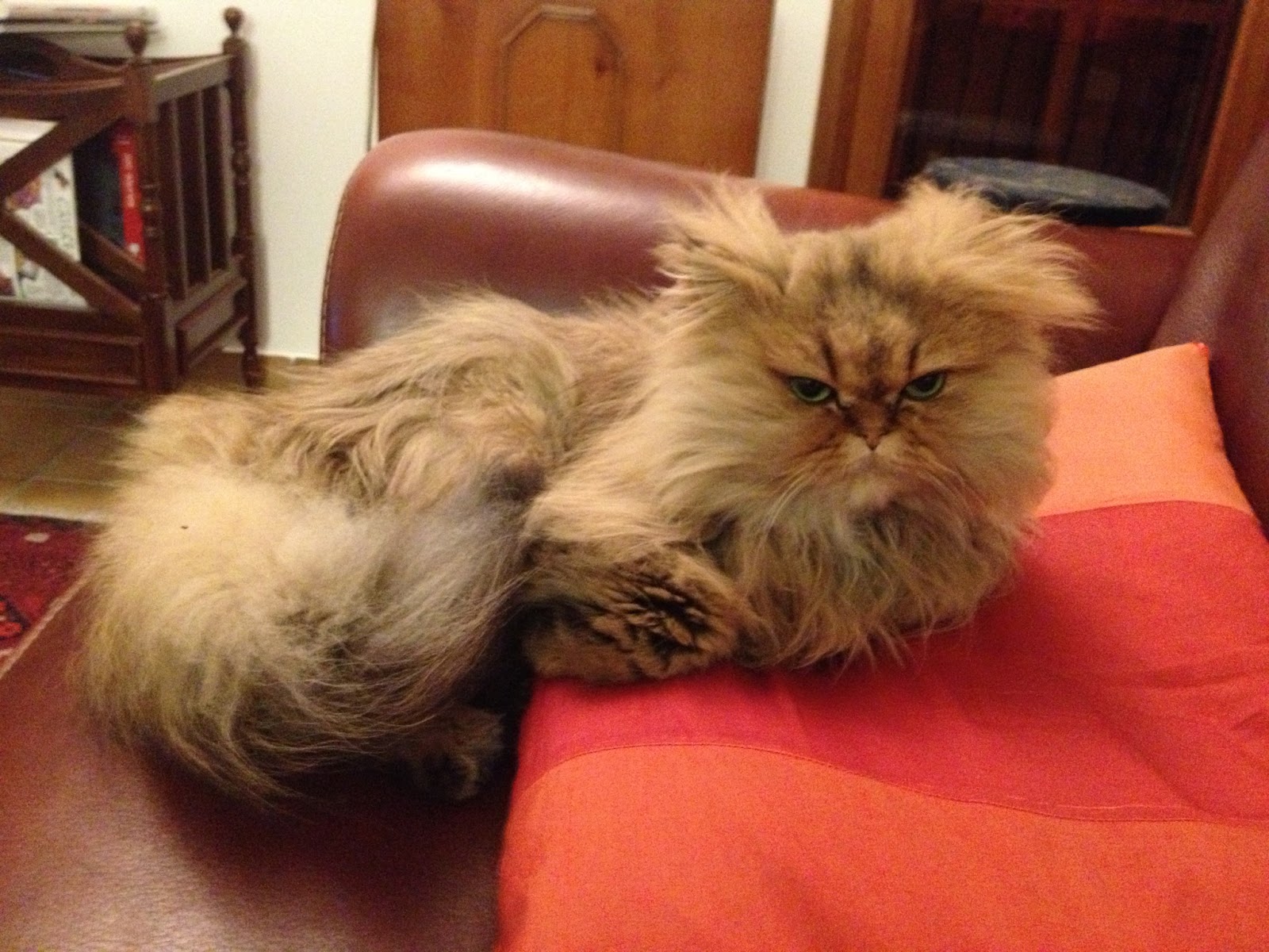 rencontre femme persan