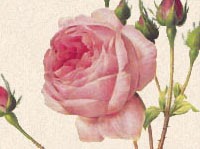 cabbage rose wallpaper |Rose Wallpapers
