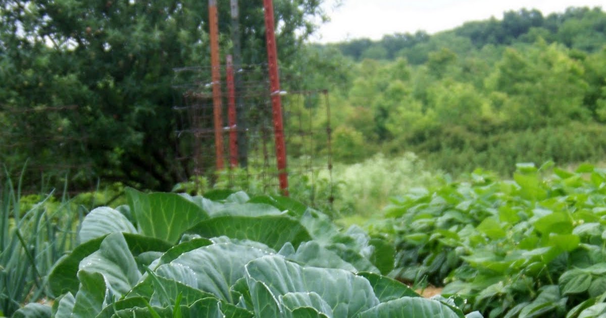 Hickery Holler Farm Early Jersey Wakefield Cabbage