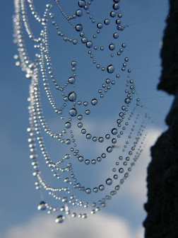 Spider web in the rain
