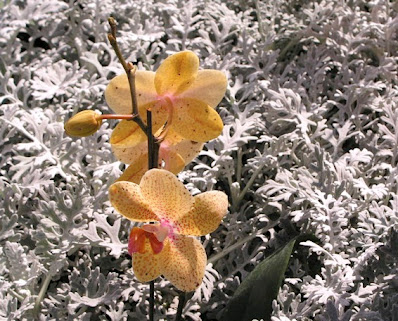 Two yellow orchid infront of snow white leaves