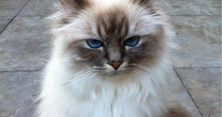 Lovely Pet's ༻: Top 5 Most Popular Cat Breeds