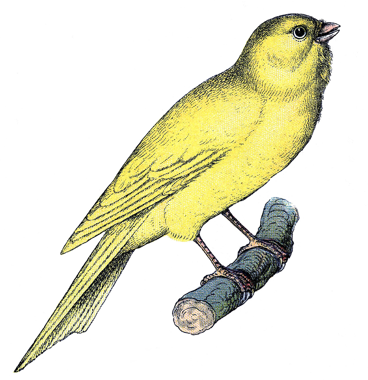 44+ Burung kenari vektor png terbaru