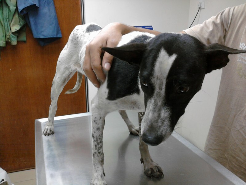 A female dog spayed (Joanne Lim’s) AnimalCare