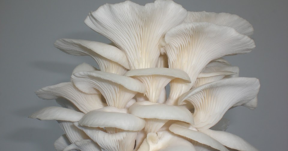 मशरूम की खेती कैसे करें: Oyster Mushroom Cultivation in India-In English.