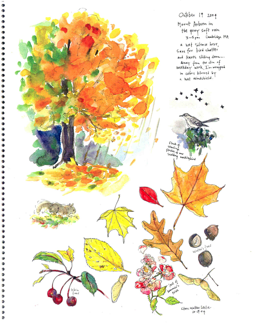 Botany In A Day