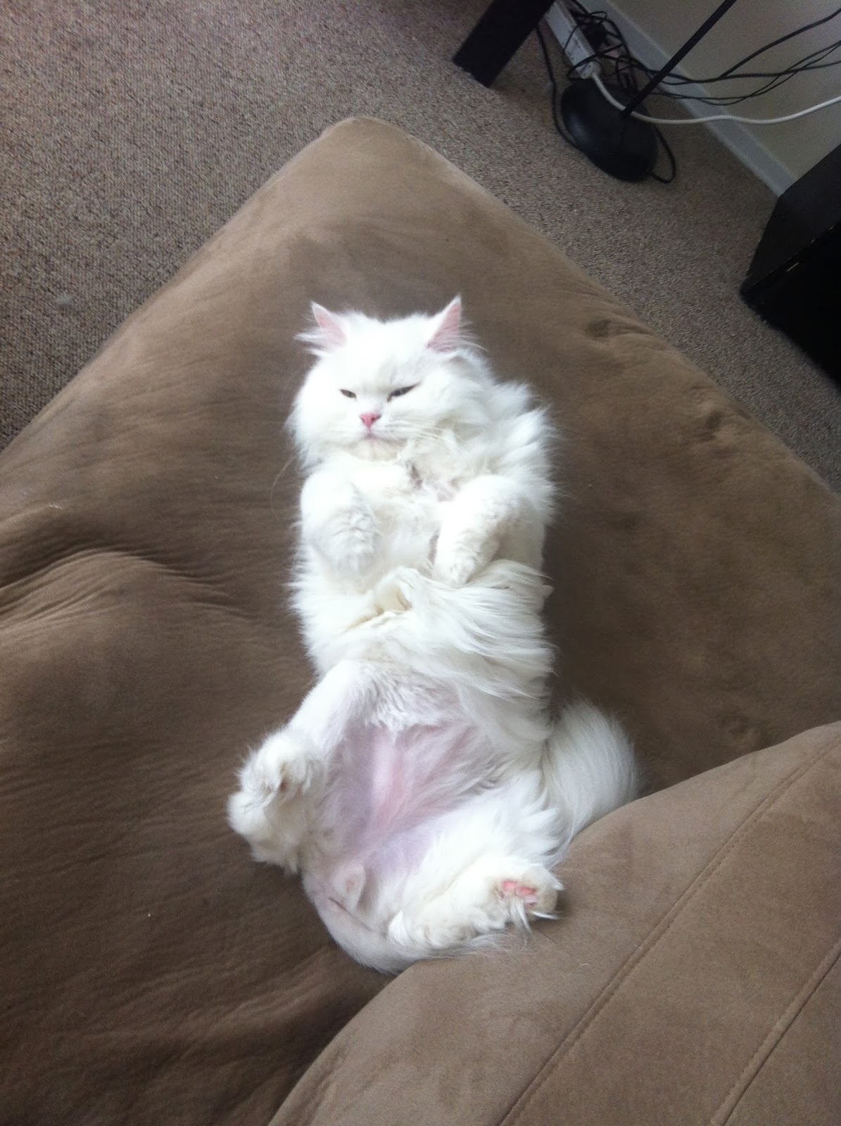 My Cat Mo's FHO Surgery Progress