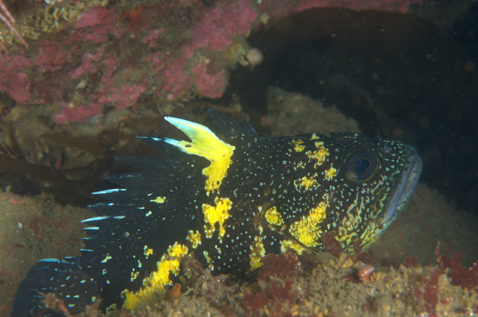 under pressure world China Rockfish Neah Bay, WA