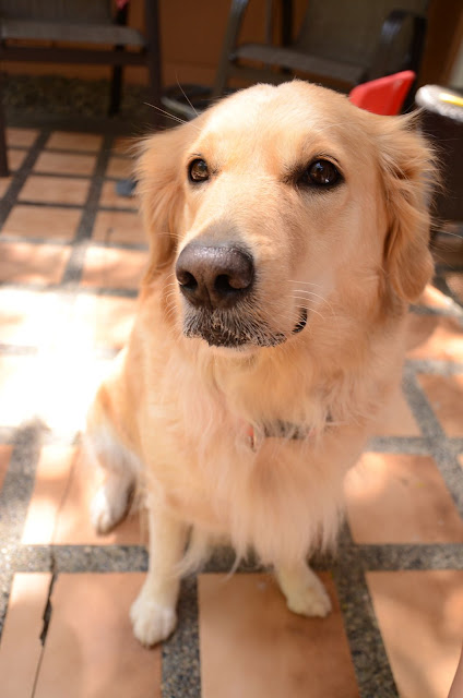 Dog sitting proudly