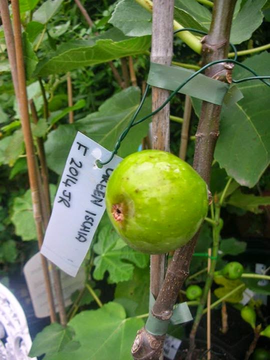 Figs Photo Collection Around the World Figs GREEN ISCHIA