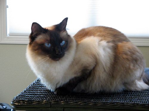 Get Are Siamese Cats Really Hypoallergenic Background