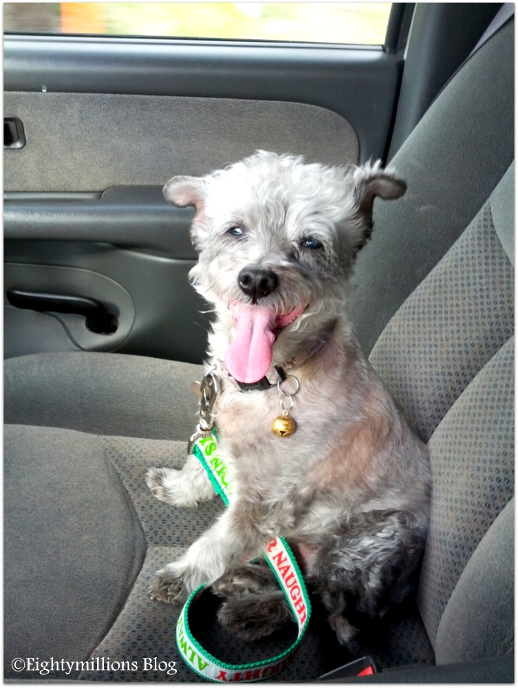 My Life With Dogs Truck Rides Eightymillion