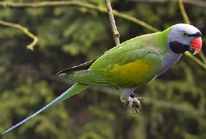 Birds in Israel - 535 species