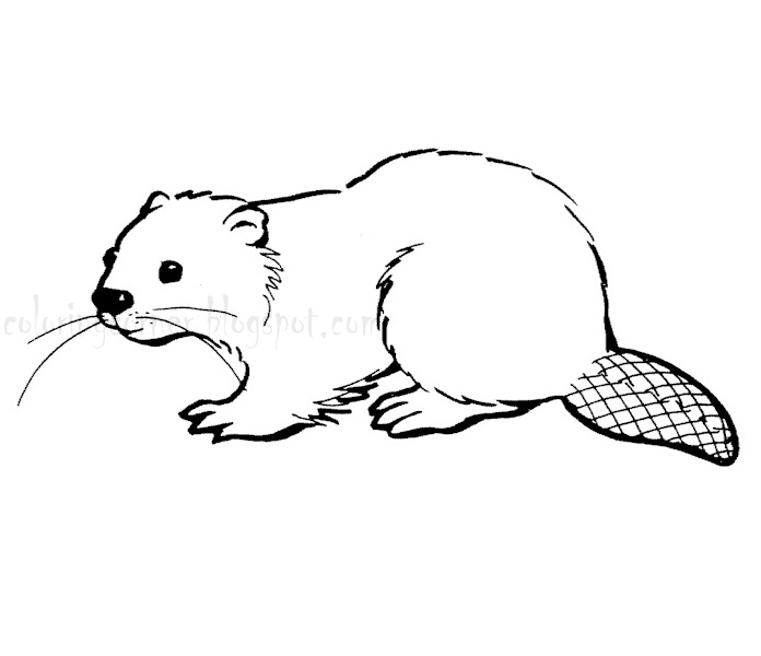 Beaver Coloring Pages Preschool | beaver coloring pages Beaver Coloring Pages Preschool | beaver coloring pages