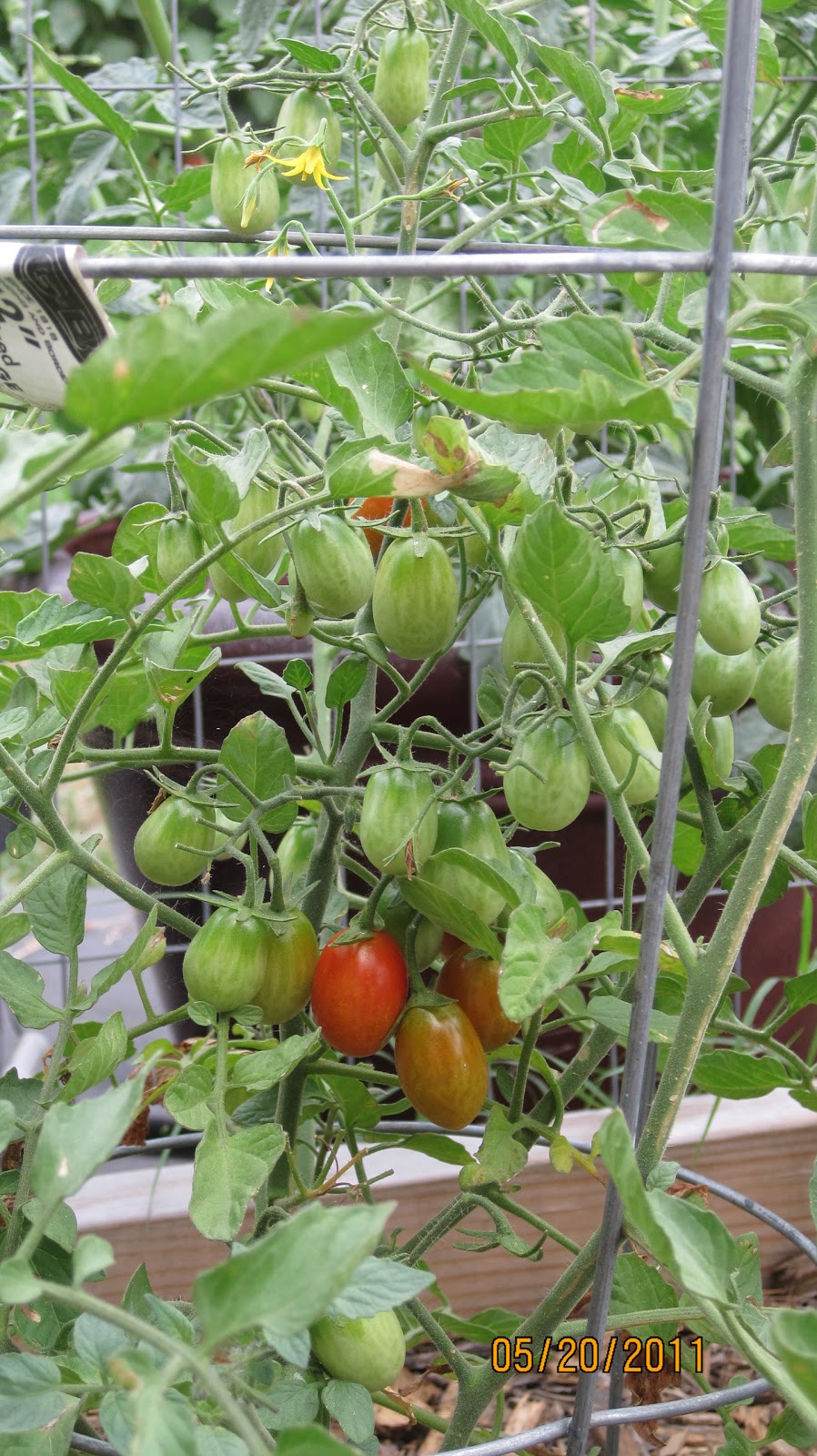 Growing Grape Tomatoes In Containers Tomatoes 640 x 480