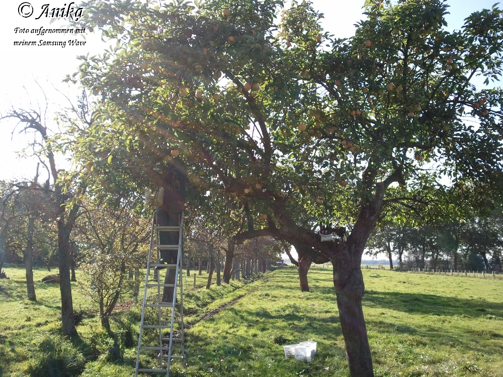 Anniek S Krimskramspalast 2011