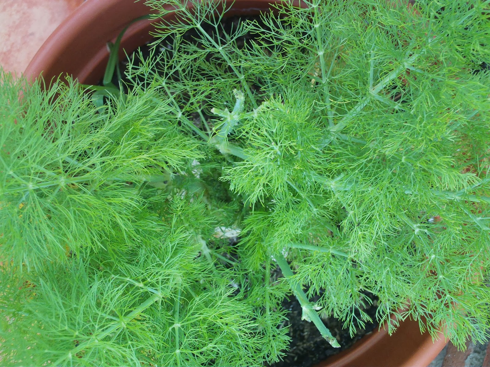 Gift of Nature "Amazing Health Benefits of Fennel Root"